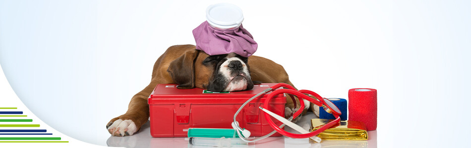 Cestování se psem – návod na sbalení psí lékárničky