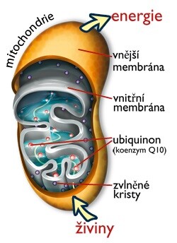 Coenzym Q10 Mitochondrie