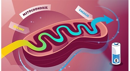 Mitochondrie Q
