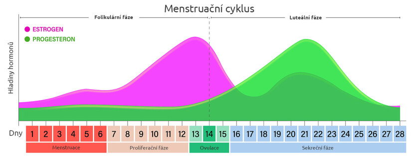 Menstruační cyklus