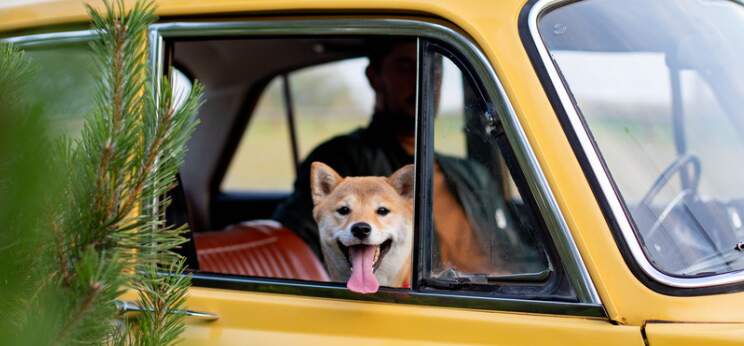 Psí kinetóza - nevolnost v autě u psa