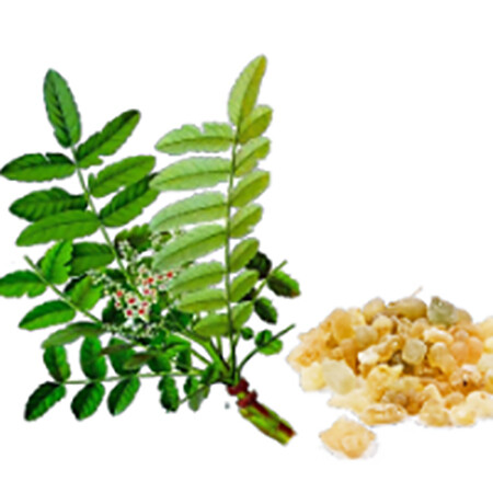 Boswellia serrata